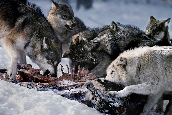 گرگ وحشی - حمله گرگ - گله گرگها