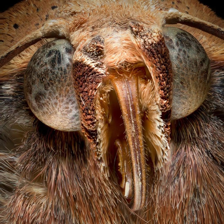 عکس ماکرو از حشرات - چشم و چهره حشرات